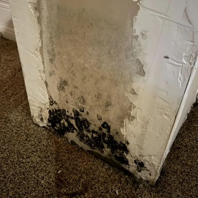 Professional Mold Removal in Dimmitt, TX